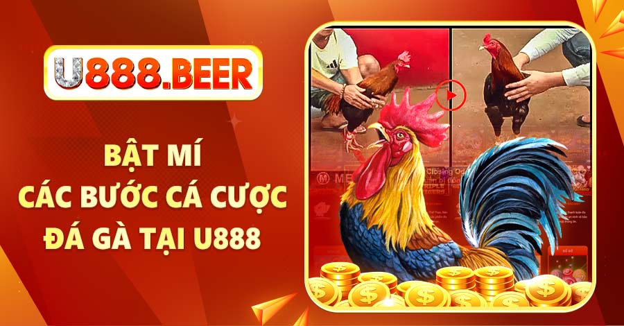 Bật mí các bước cá cược đá gà tại U888